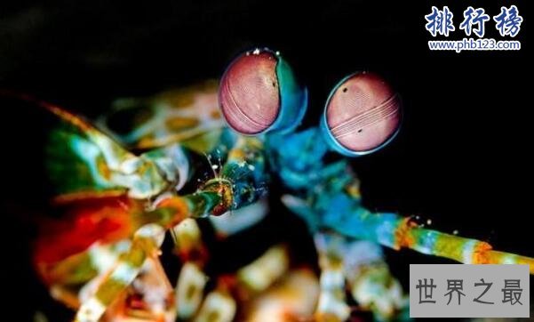 世界上最凶猛的虾:雀尾螳螂虾,可击穿防弹玻璃(视频)