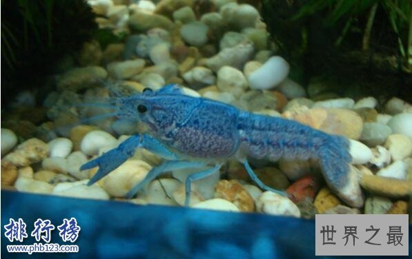 世界上最大的蓝魔虾:长30CM重500克,相当于3只小龙虾(图片)