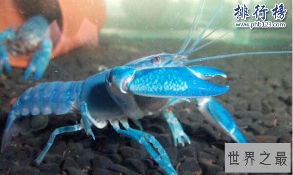 世界上最大的蓝魔虾:长30CM重500克,相当于3只小龙虾(图片)