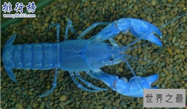 世界上最大的蓝魔虾:长30CM重500克,相当于3只小龙虾(图片)