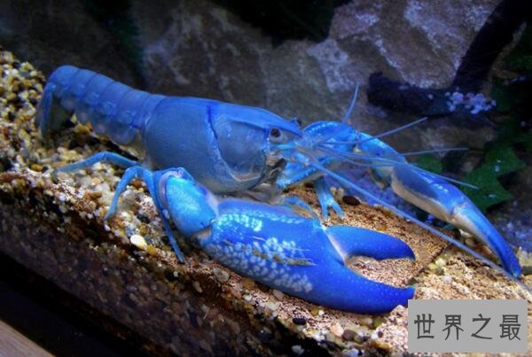 世界上最大的蓝魔虾:长30CM重500克,相当于3只小龙虾(图片)