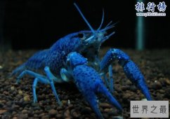 世界上最大的蓝魔虾:长30CM重500克,相当于3只小龙虾(图片)