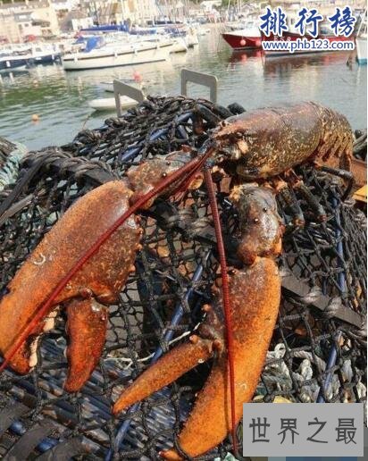 世界上最大的蓝魔虾:长30CM重500克,相当于3只小龙虾(图片)