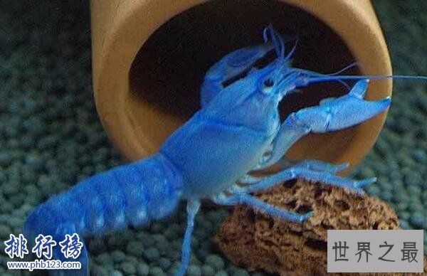 世界上最大的蓝魔虾:长30CM重500克,相当于3只小龙虾(图片)