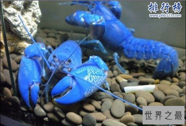 世界上最大的蓝魔虾:长30CM重500克,相当于3只小龙虾(图片)