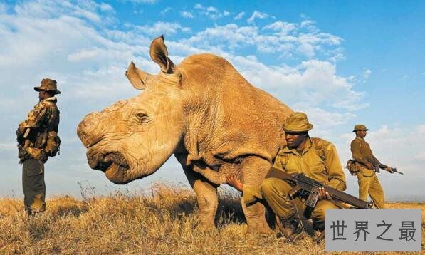 世界十大濒危动物排行榜 世界上即将灭绝的动物