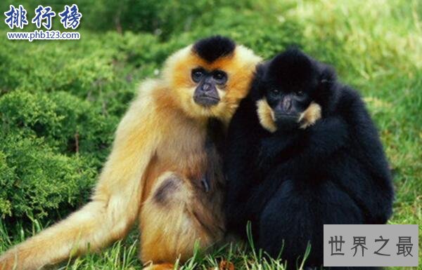 世界十大濒危动物排行榜 世界上即将灭绝的动物