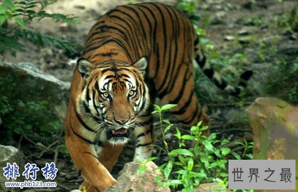 世界十大濒危动物排行榜 世界上即将灭绝的动物