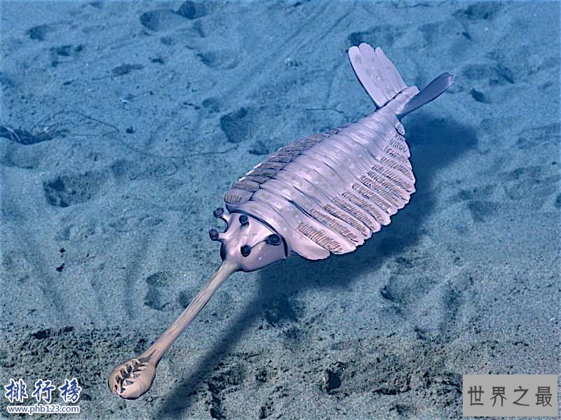 寒武纪十大恐怖生物：奇虾成地球霸主 恐龙是它晚辈