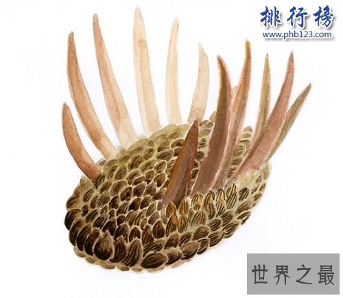 寒武纪十大恐怖生物：奇虾成地球霸主 恐龙是它晚辈