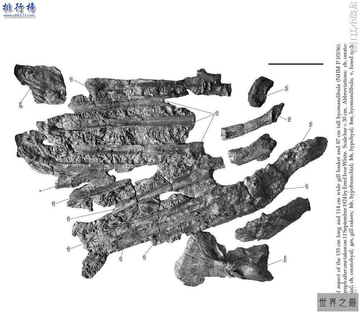 最大的硬骨鱼类:利兹鱼身长35米,体重如同三头非洲象