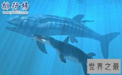 最大的硬骨鱼类：利兹鱼身长35米，体重如同三头非洲象