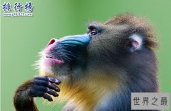 世界上最好看的猴子:山魈,面部色彩鲜艳图案似京剧脸谱