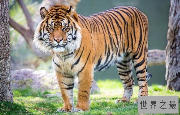 世界上最小的老虎:苏门答腊虎 体重仅为东北虎的三分之一