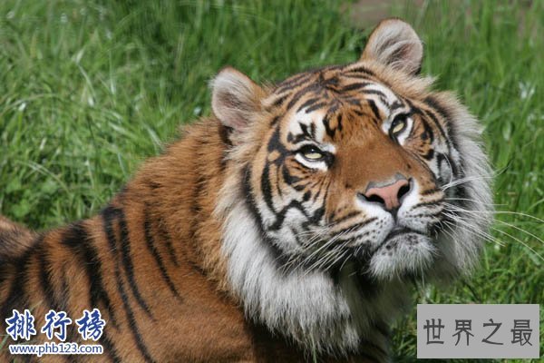世界上最小的老虎:苏门答腊虎 体重仅为东北虎的三分之一