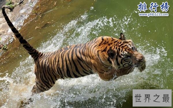 世界上最小的老虎:苏门答腊虎 体重仅为东北虎的三分之一