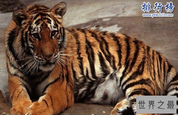 世界上最小的老虎:苏门答腊虎 体重仅为东北虎的三分之一