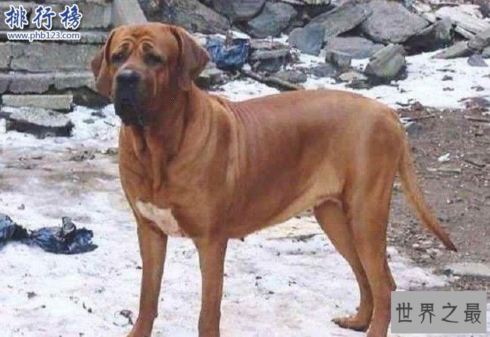 世界十大巨型犬:一只爪子就有足球大却性格温顺
