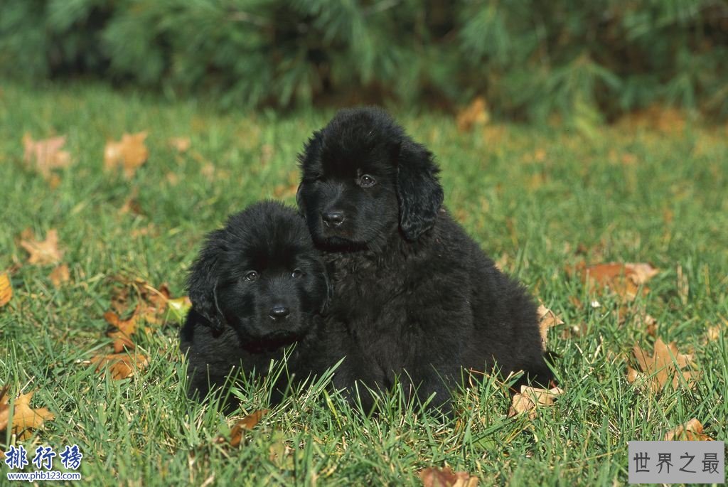 世界十大巨型犬:一只爪子就有足球大却性格温顺