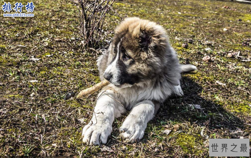 世界十大巨型犬:一只爪子就有足球大却性格温顺