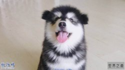 世界十大巨型犬:一只爪子就有足球大却性格温顺