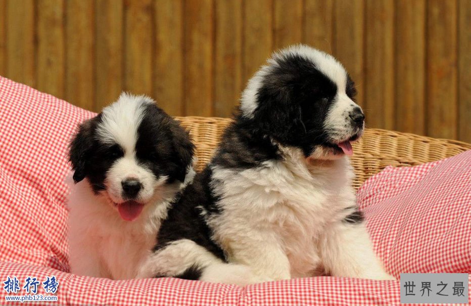 世界十大巨型犬:一只爪子就有足球大却性格温顺