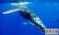世界上最大的十种鲸鱼：蓝鲸最大 第4种睾丸重500公斤