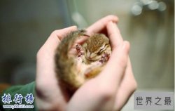 需要冬眠的动物有哪些?15种冬天冬眠的动物盘点