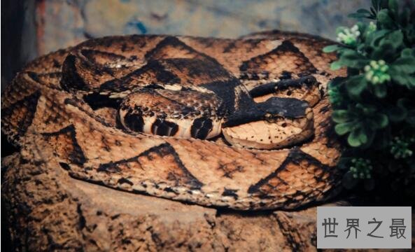 需要冬眠的动物有哪些?15种冬天冬眠的动物盘点