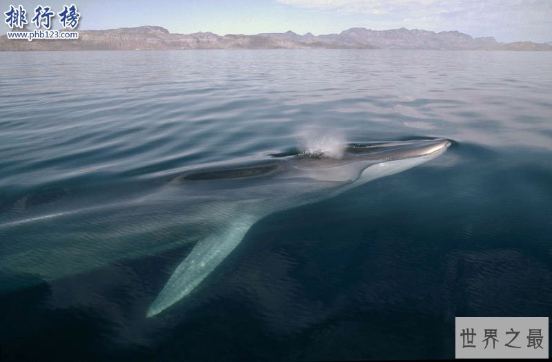 世界上最大的十种鲸鱼：蓝鲸最大 第4种睾丸重500公斤