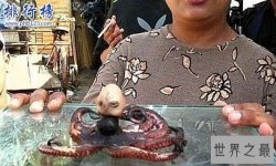 印尼章鱼人是真的吗?人头章鱼竟然发出婴儿啼哭声