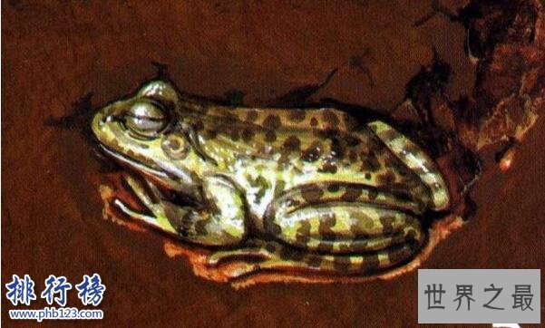 需要冬眠的动物有哪些?15种冬天冬眠的动物盘点