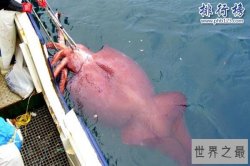 大王酸浆鱿是什么生物?世界上最大的乌贼(体重可达300公斤)
