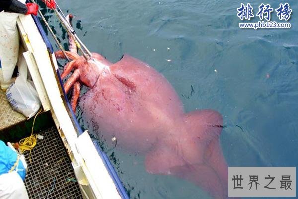 大王酸浆鱿是什么生物?世界上最大的乌贼(体重可达300公斤)