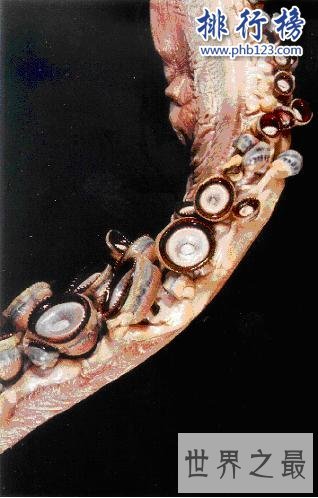 大王酸浆鱿是什么生物?世界上最大的乌贼(体重可达300公斤)