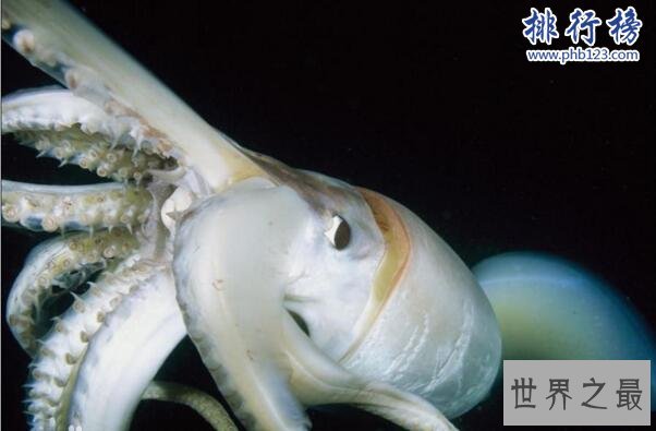 大王酸浆鱿是什么生物?世界上最大的乌贼(体重可达300公斤)