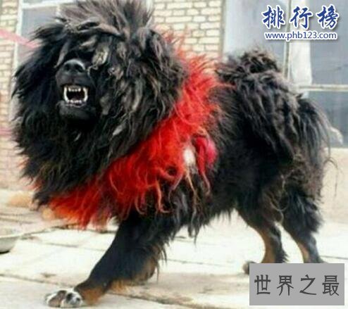 世界上最凶猛的狗排名,比特犬吊打藏獒称霸