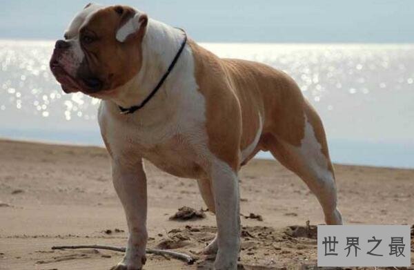世界上最凶猛的狗排名,比特犬吊打藏獒称霸