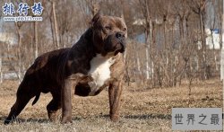 世界上最凶猛的狗排名,比特犬吊打藏獒称霸