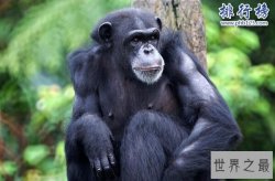 世界上记忆力最好的动物排行榜:黑猩猩记忆力超过大学生
