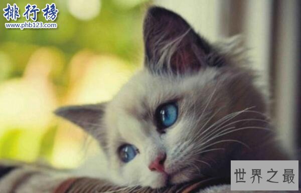 世界上记忆力最好的动物排行榜:黑猩猩记忆力超过大学生