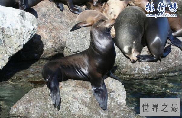 世界上记忆力最好的动物排行榜:黑猩猩记忆力超过大学生