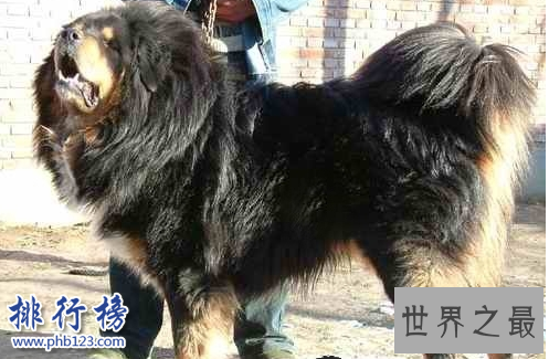 中国藏獒十大獒王排名，中国最有名的藏獒推荐