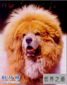中国藏獒十大獒王排名，中国最有名的藏獒推荐