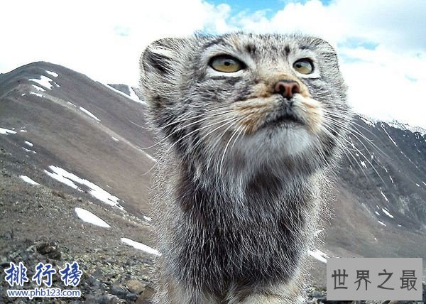 世界上最凶猛的猫科动物，兔狲凶残到什么程度？