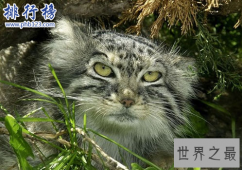 世界上最凶猛的猫科动物，兔狲凶残到什么程度？