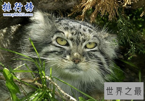 世界上最凶猛的猫科动物，兔狲凶残到什么程度？