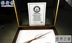 世界最大昆虫产卵：吉尼斯纪录“最大昆虫”竹节虫产卵