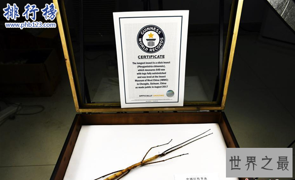 世界最大昆虫产卵：吉尼斯纪录“最大昆虫”竹节虫产卵