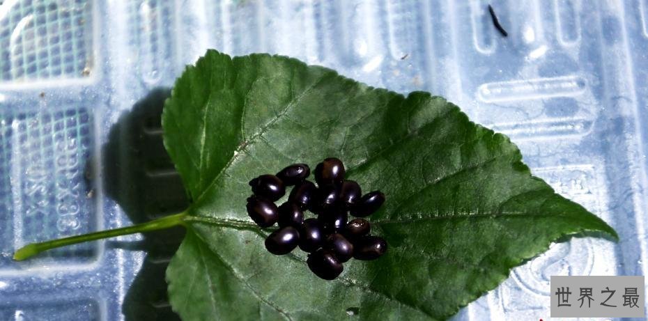 世界最大昆虫产卵：吉尼斯纪录“最大昆虫”竹节虫产卵